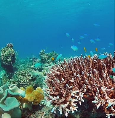 Mercan Resiflerinin Önemi ve Sürdürülebilirliği