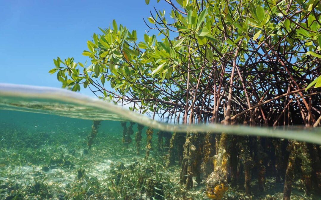 Mavi Karbon Ekosistemlerinin Görünmeyen Potansiyeli